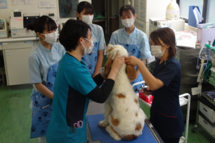 ヤマザキ動物看護専門職短期大学の雰囲気3